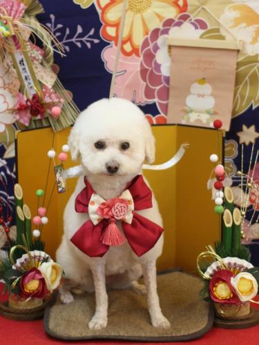 20240121MAPLEちゃん